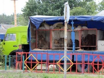 У Луцьку пропонують заборонити діяльність пересувних звіринців, зоопарків та цирків