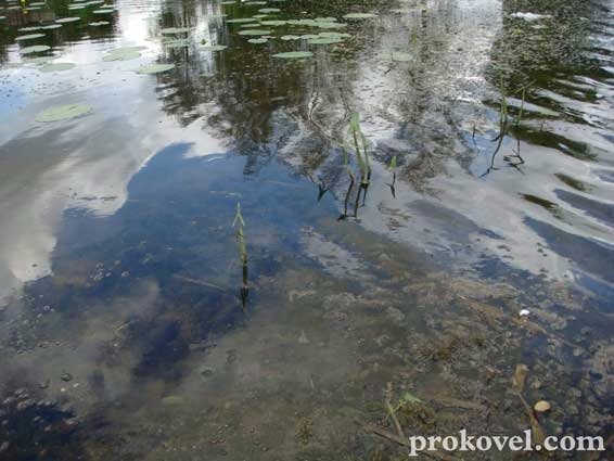 У ковельській Турії вода не відповідає санітарним нормам. ФОТО