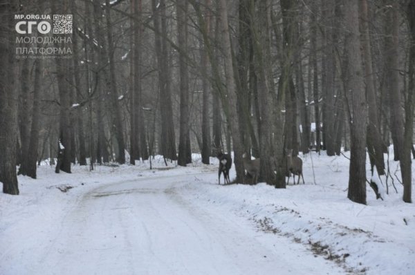 Як на Волині діти підгодовували диких тварин. ФОТО