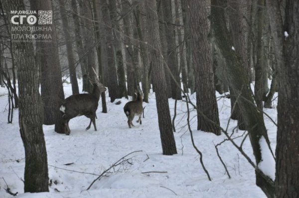 Як на Волині діти підгодовували диких тварин. ФОТО