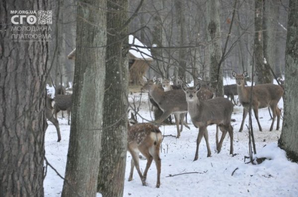 Як на Волині діти підгодовували диких тварин. ФОТО