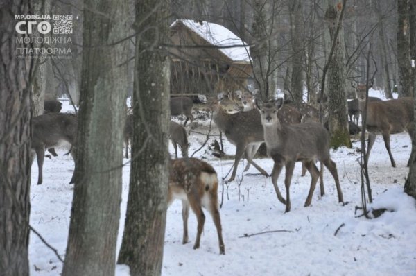Як на Волині діти підгодовували диких тварин. ФОТО