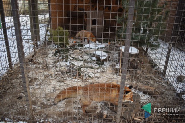 Куди в Луцьку можна здати ялинку, щоб вона принесла користь