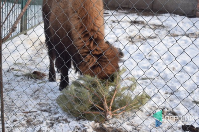Куди в Луцьку можна здати ялинку, щоб вона принесла користь