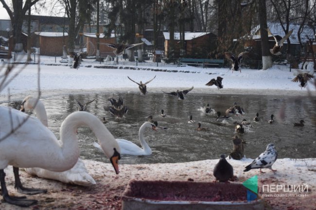 Куди в Луцьку можна здати ялинку, щоб вона принесла користь