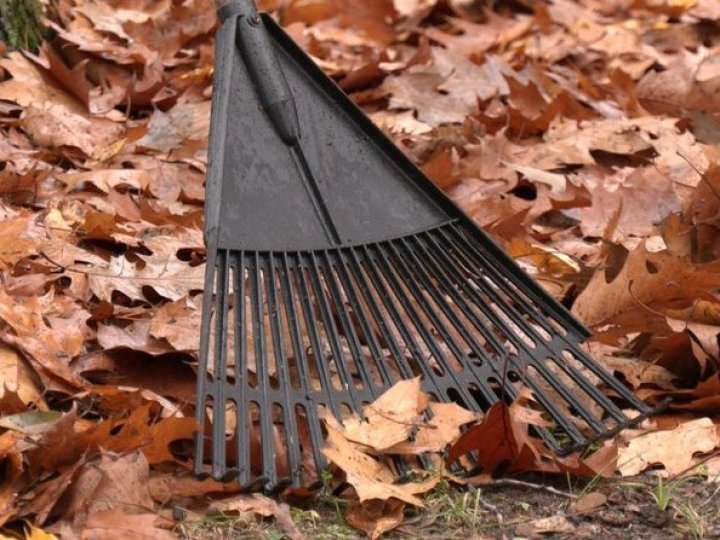 Десятки тонн: що роблять із опалим листям у Луцьку