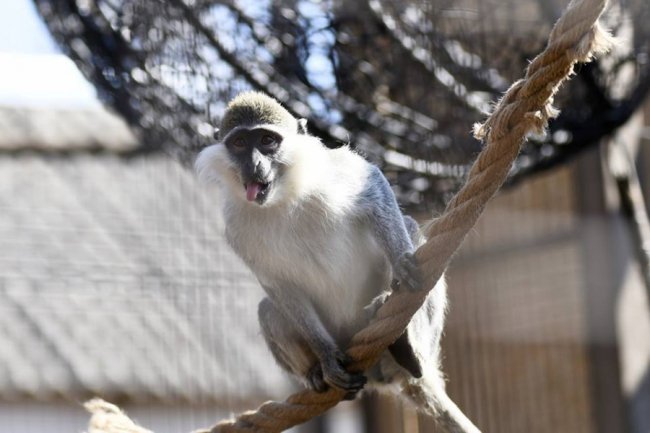 Весна у луцькому зоопарку: пухнасті мешканці охоче позували на камеру