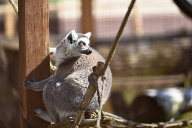 Весна у луцькому зоопарку: пухнасті мешканці охоче позували на камеру