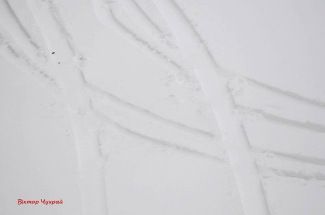 Луцьк під снігом. ФОТО