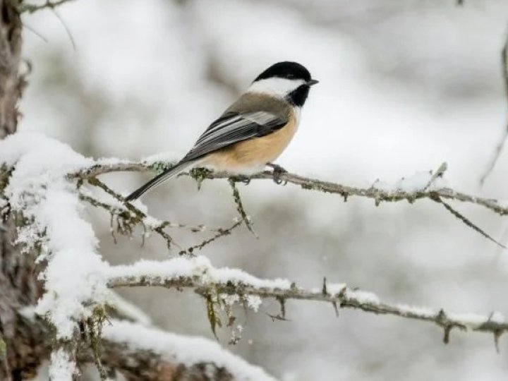 Якою буде погода у Луцьку та на Волині 22 лютого