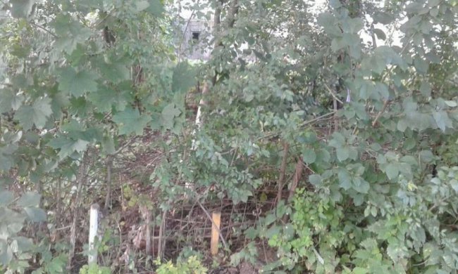 Муніципали зносять паркани та обмежувачі руху у Луцьку. ФОТО