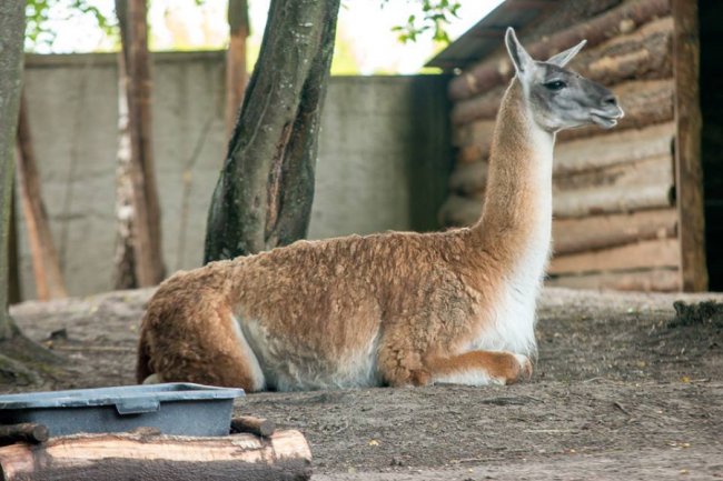 Рівненський звіринець на світлинах волинського фотографа. ФОТО