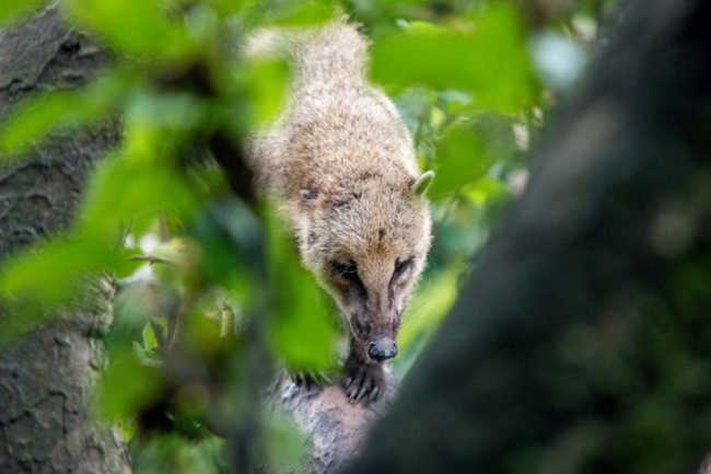 Рівненський звіринець на світлинах волинського фотографа. ФОТО