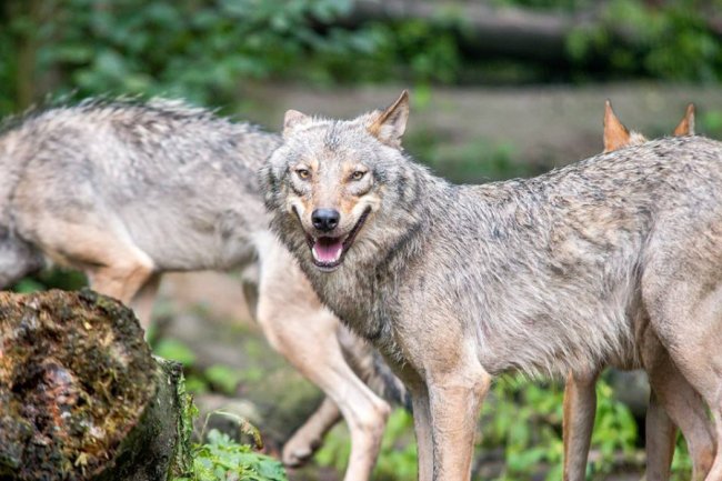 Рівненський звіринець на світлинах волинського фотографа. ФОТО