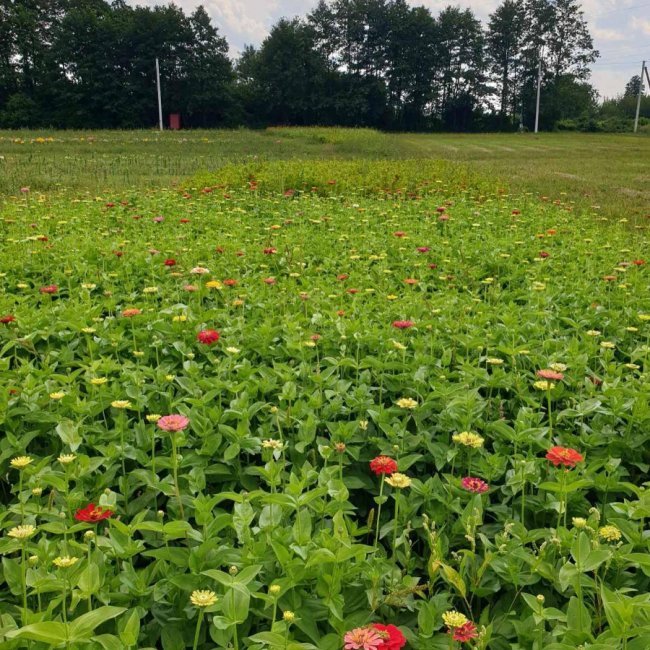 «Волинська Голландія» готується до осіннього фестивалю. ФОТО