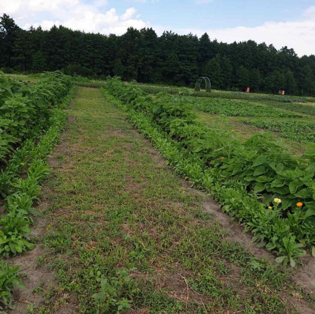 «Волинська Голландія» готується до осіннього фестивалю. ФОТО