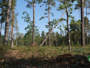 У лісах Волині ліквідовують буреломи, які наробила негода