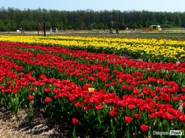 Евакуація з «Азовсталі», повернення українців з Європи і тюльпани: добрі новини від ВолиньPost за 1 травня 