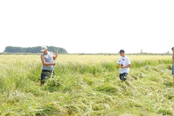 Турнір косарів на Волині. ФОТО. ВІДЕО