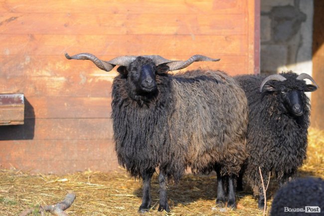 Ланцюг єдності та візок «кришталевій» жінці. Добрі новини Волині