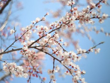 Іоана Богослова: чого не можна робити у цей день