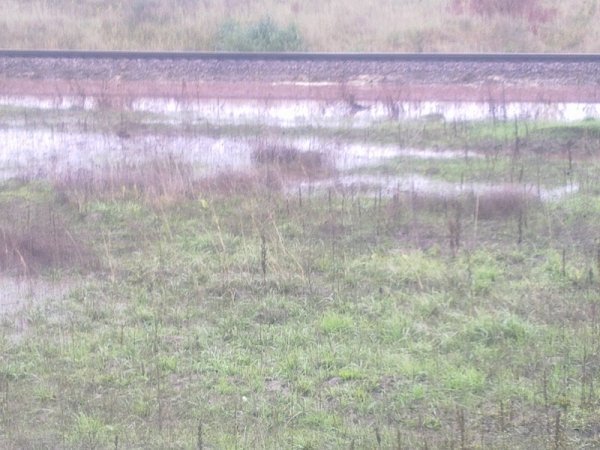 НП на Волині: нечистоти з відстійника затопили територію. ФОТО