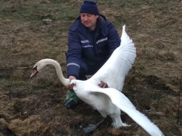 На Волині з пастки браконьєрів визволили лебедя. ФОТО