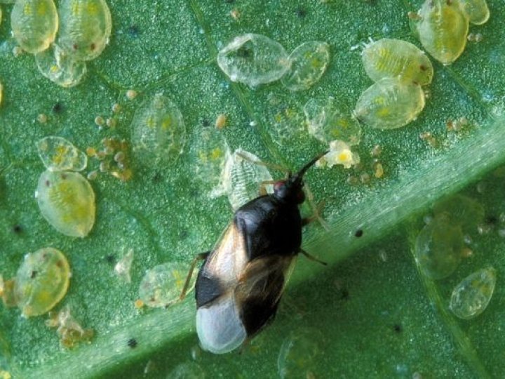 Цей шкідник масово атакує українські городи: 5 ефективних способів позбутися білокрилки