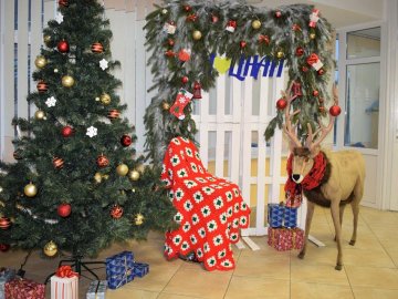 У луцькому ЦНАПі з'явилася новорічна фотозона