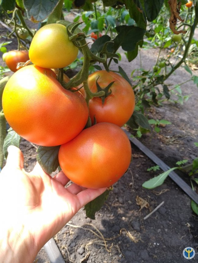 Бізнес на овочах: як сім’я з Волині успішно вирощує у теплицях огірки і помідори