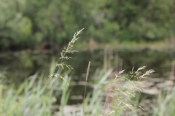 На відпочинок – до «Звірівського». ФОТО