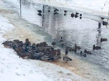 Понад пів сотні диких качок вирішили зимувати у міському парку на Волині
