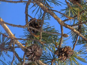 Яке свято 12 березня: чого не можна робити в цей день