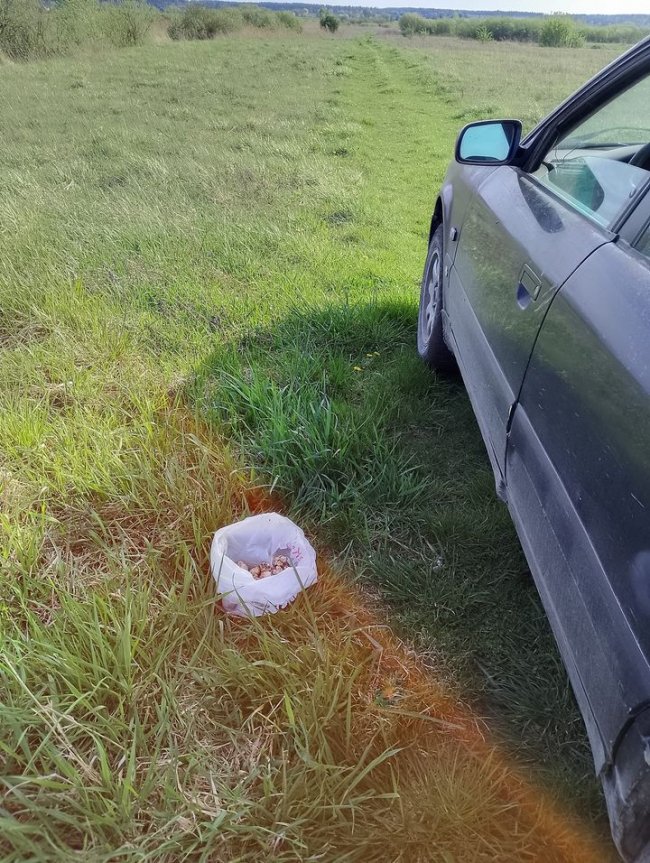 На Волині розпочався грибний сезон