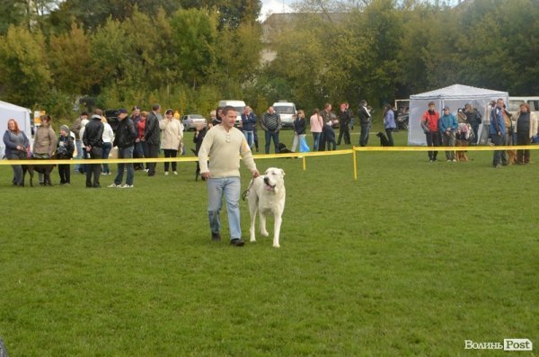 У Луцьку – виставка собак. ФОТО