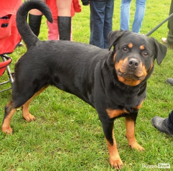У Луцьку – виставка собак. ФОТО
