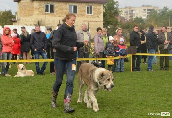 У Луцьку – виставка собак. ФОТО