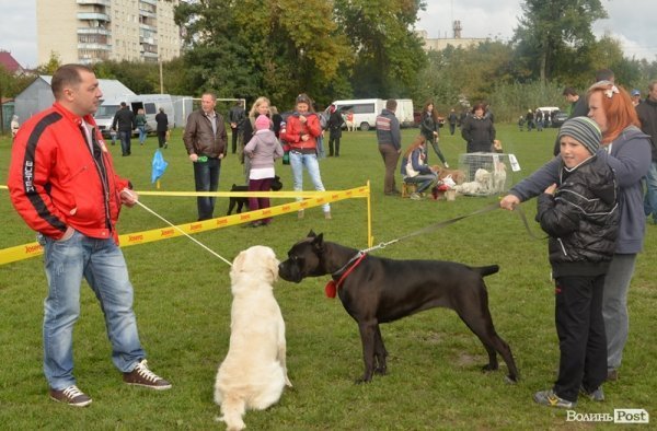У Луцьку – виставка собак. ФОТО