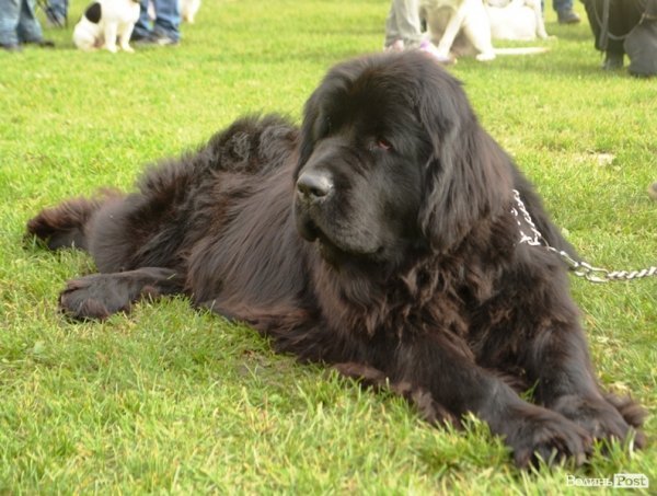 У Луцьку – виставка собак. ФОТО