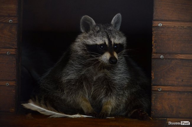 Дітям атовців влаштували екскурсію Луцьким зоопарком