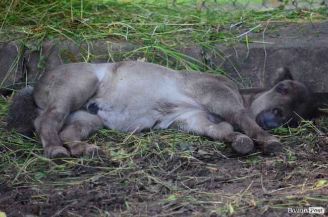 Дітям атовців влаштували екскурсію Луцьким зоопарком