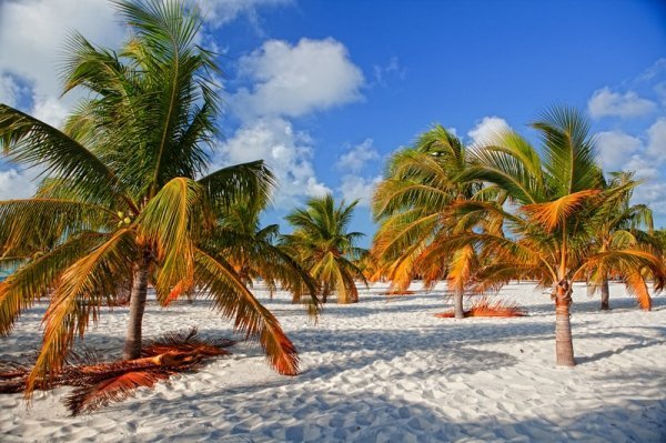 Кокосовий сад