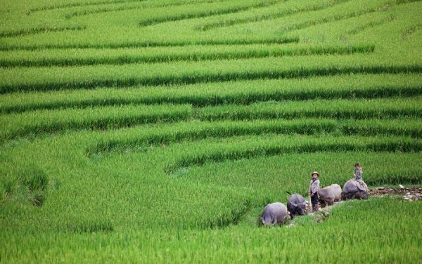 Рисове море