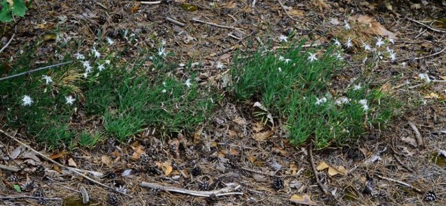 У волинському лісі знайшли унікальні види рослин. ФОТО