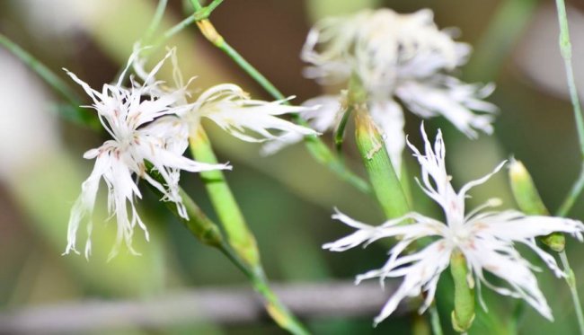 У волинському лісі знайшли унікальні види рослин. ФОТО