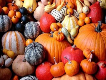 Українці – рекордсмени за поїданням кабачків та гарбузів