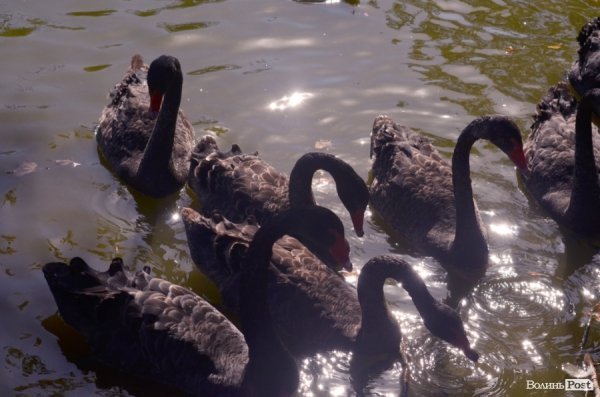 Фотопогляд: звірі луцького зоопарку