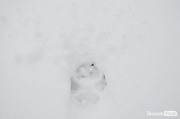 Луцьк засипало снігом. ФОТО