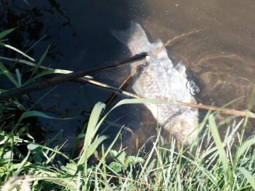 У волинському ставку зафіскували масову загибель риби