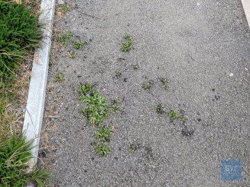 В дворі багатоповерхівки у Володимирі-Волинському крізь асфальт проросла трава. ФОТО